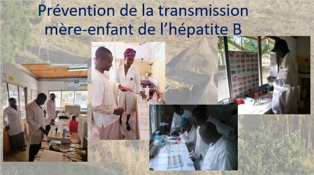 lutte hépatite B